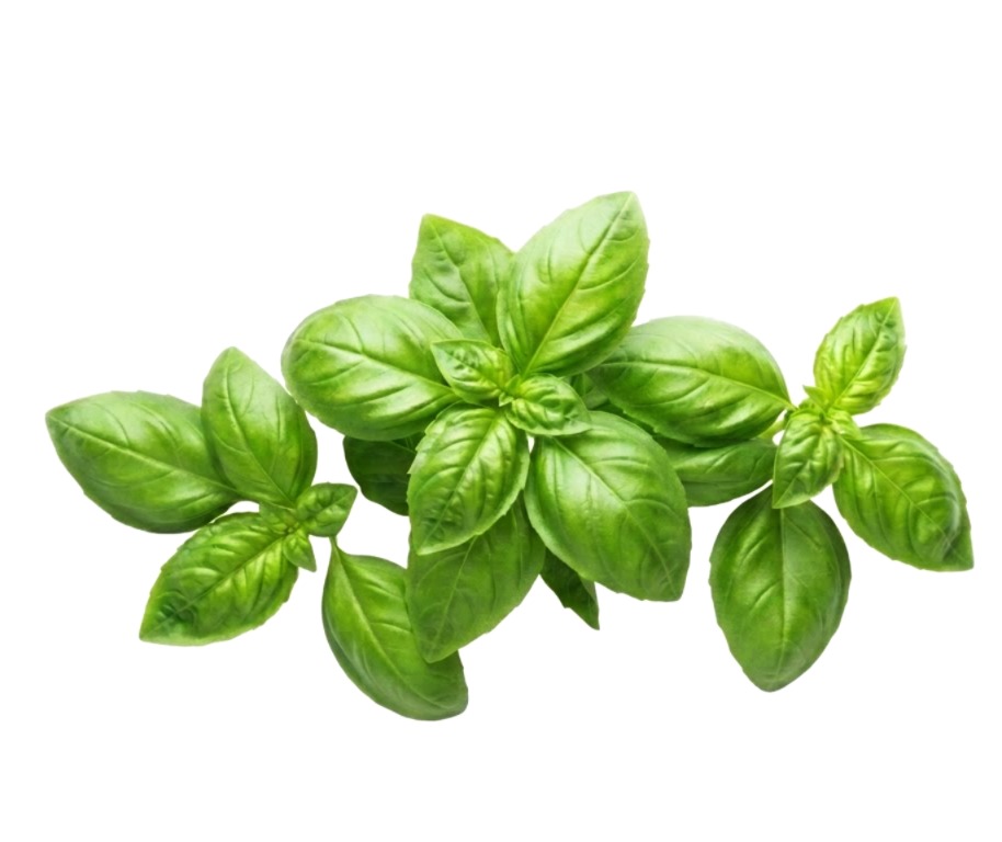 Basil Leaves
