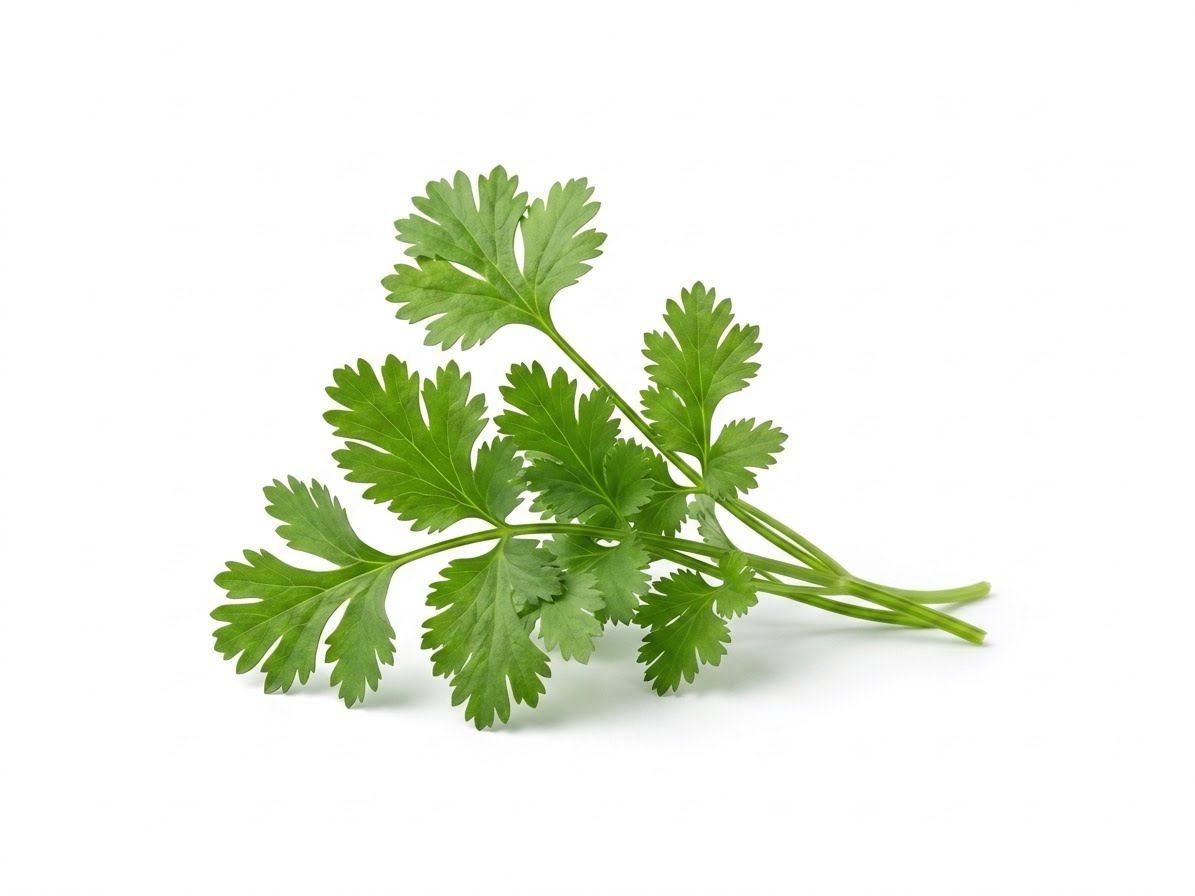 Cilantro