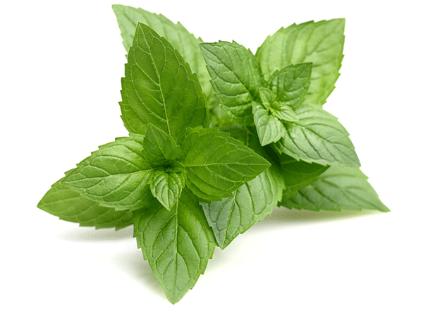 Mint