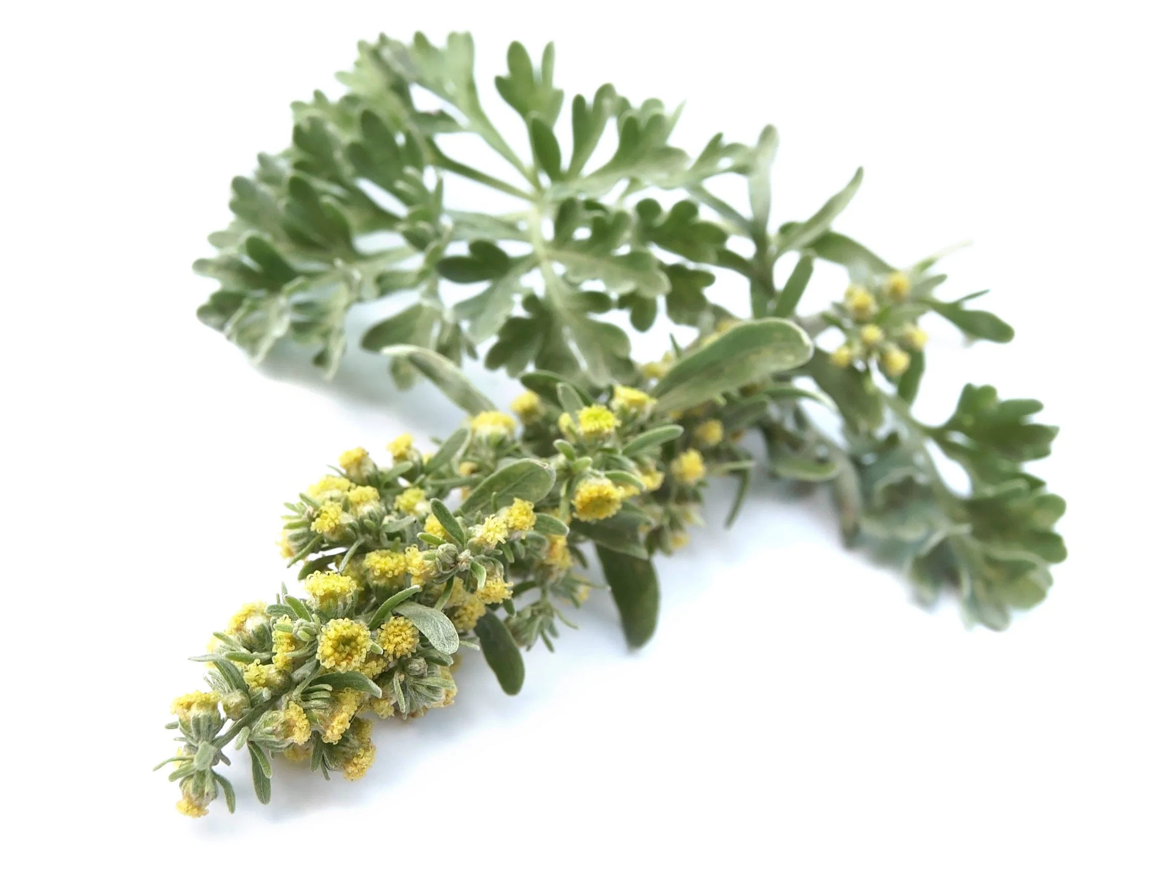 Wormwood